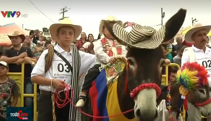 Độc đáo Lễ hội lừa tại Colombia - Ảnh 2. Độc đáo Lễ hội lừa tại Colombia - Ảnh 2.