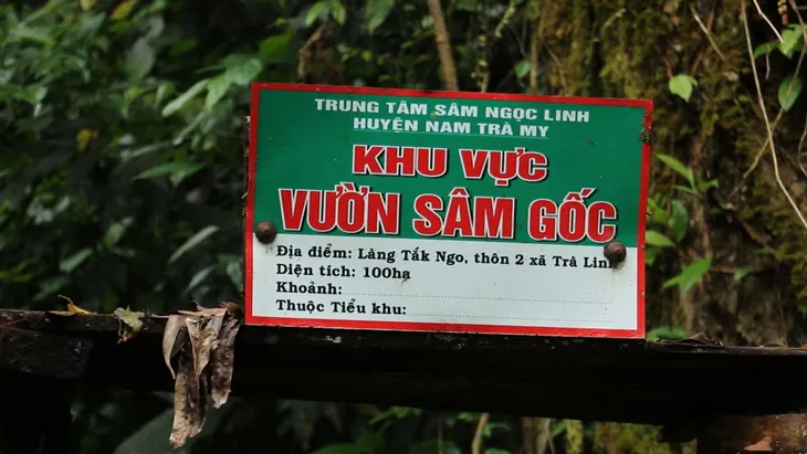 Siết chặt quản lý, chống buôn bán sâm Ngọc Linh giả - Ảnh 2. Siết chặt quản lý, chống buôn bán sâm Ngọc Linh giả - Ảnh 2.