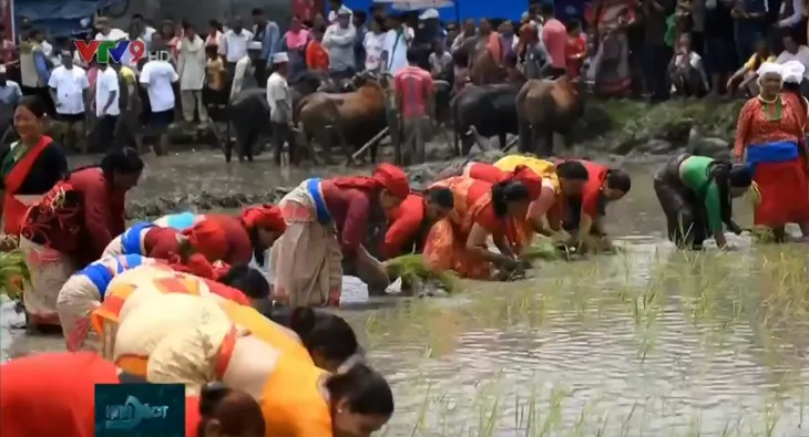 Vui nhộn chạy trong bùn mừng lễ hội lúa gạo - Ảnh 3. Vui nhộn chạy trong bùn mừng lễ hội lúa gạo - Ảnh 3.