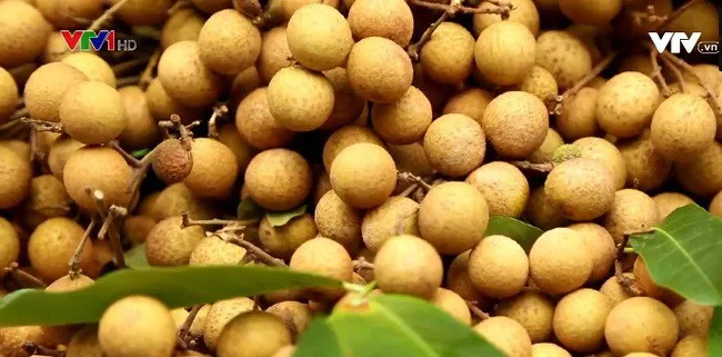 Ngày hội Nhãn Sông Mã bắt đầu từ ngày 2/8 - Ảnh 1. Ngày hội Nhãn Sông Mã bắt đầu từ ngày 2/8 - Ảnh 1.