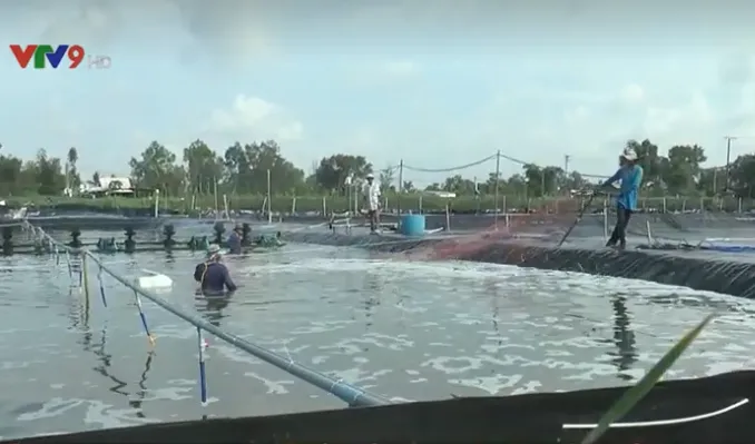Nhân rộng mô hình nuôi tôm siêu tiết kiệm - Ảnh 1. Nhân rộng mô hình nuôi tôm siêu tiết kiệm - Ảnh 1.