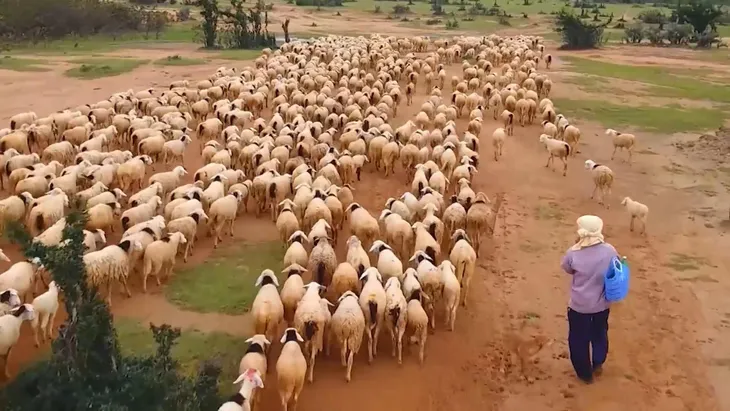 Buổi sáng trên cánh đồng cừu - Ảnh 1. Buổi sáng trên cánh đồng cừu - Ảnh 1.