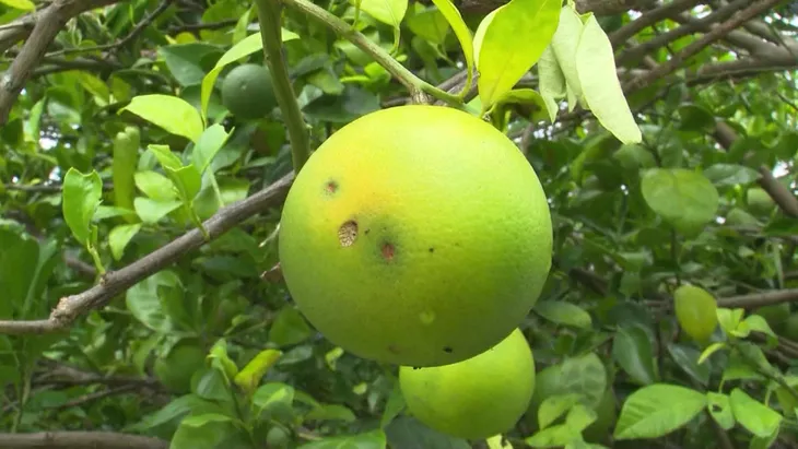 Nông dân Hậu Giang đốn bỏ vườn vì cam xoàn nhiễm bệnh - Ảnh 1. Nông dân Hậu Giang đốn bỏ vườn vì cam xoàn nhiễm bệnh - Ảnh 1.