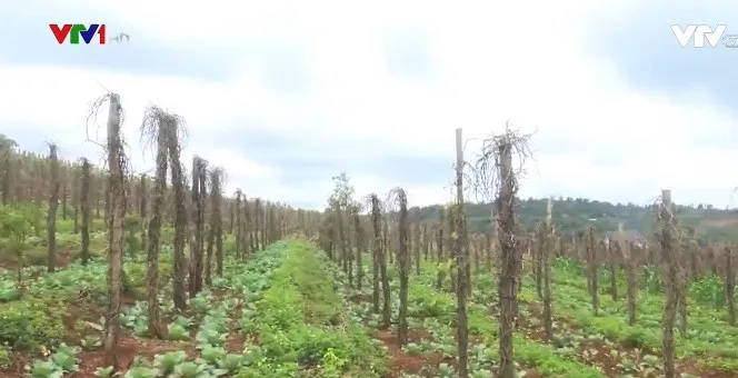 Đắk Nông: Tiêu chết, nông dân vay nóng trả nợ ngân hàng - Ảnh 1. Đắk Nông: Tiêu chết, nông dân vay nóng trả nợ ngân hàng - Ảnh 1.