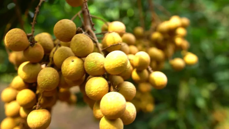 Hà Nội nhiều tiềm năng phát triển nhãn chín muộn - Ảnh 1. Hà Nội nhiều tiềm năng phát triển nhãn chín muộn - Ảnh 1.