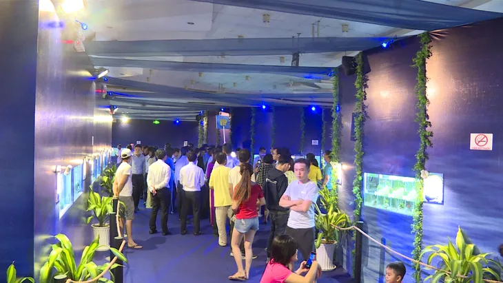 Triển lãm cá cảnh TP.HCM 2019 - Ảnh 3. Triển lãm cá cảnh TP.HCM 2019 - Ảnh 3.