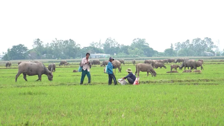 Đồng Tháp vào mùa len trâu - Ảnh 1. Đồng Tháp vào mùa len trâu - Ảnh 1.