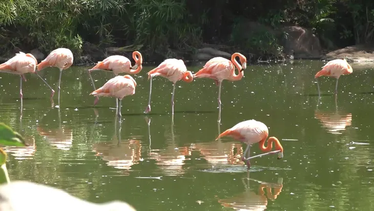 Chiêm ngưỡng các loài vật hoang dã tại vườn thú mở đầu tiên ở Nha Trang - Ảnh 3. Chiêm ngưỡng các loài vật hoang dã tại vườn thú mở đầu tiên ở Nha Trang - Ảnh 3.