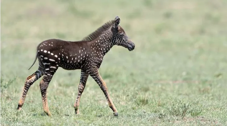 Ngựa vằn có đốm hiếm thấy ở Kenya - Ảnh 1. Ngựa vằn có đốm hiếm thấy ở Kenya - Ảnh 1.
