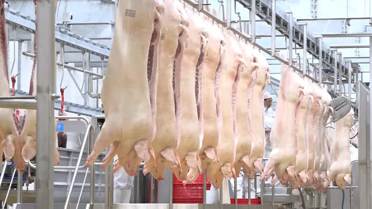 Giá lợn hơi có thể lên 60.000 đồng/kg do nguồn cung giảm mạnh - Ảnh 1. Giá lợn hơi có thể lên 60.000 đồng/kg do nguồn cung giảm mạnh - Ảnh 1.