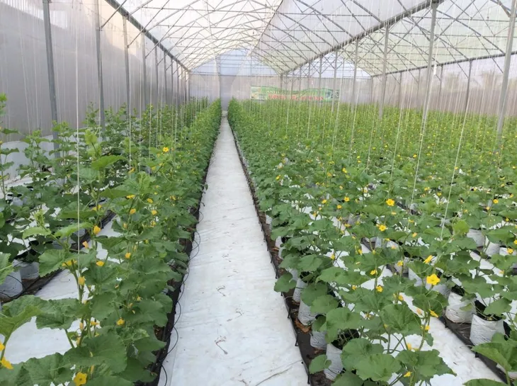 Trang trại nghỉ dưỡng Farmstay G7 ra mắt giới đầu tư - Ảnh 1. Trang trại nghỉ dưỡng Farmstay G7 ra mắt giới đầu tư - Ảnh 1.