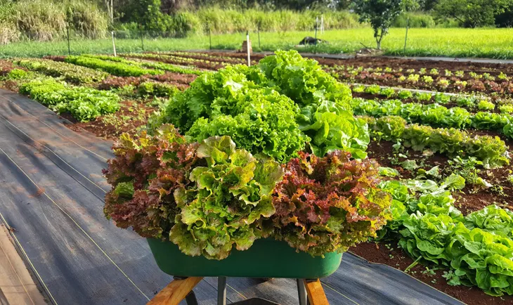 Trang trại nghỉ dưỡng Farmstay G7 ra mắt giới đầu tư - Ảnh 4. Trang trại nghỉ dưỡng Farmstay G7 ra mắt giới đầu tư - Ảnh 4.