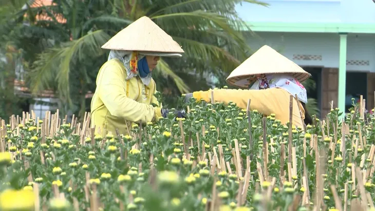 Trà Vinh: Hoa Tết được giá - Ảnh 1. Trà Vinh: Hoa Tết được giá - Ảnh 1.