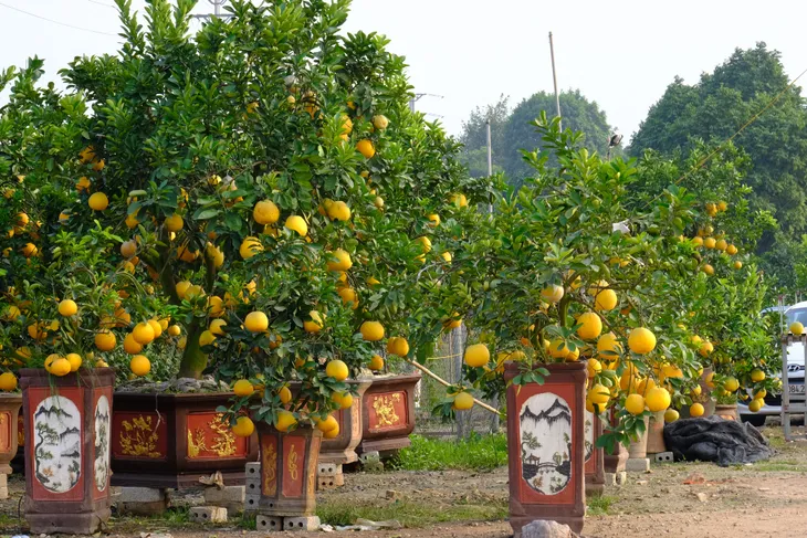 Quất cảnh Văn Giang sẵn sàng đón Tết - Ảnh 5.