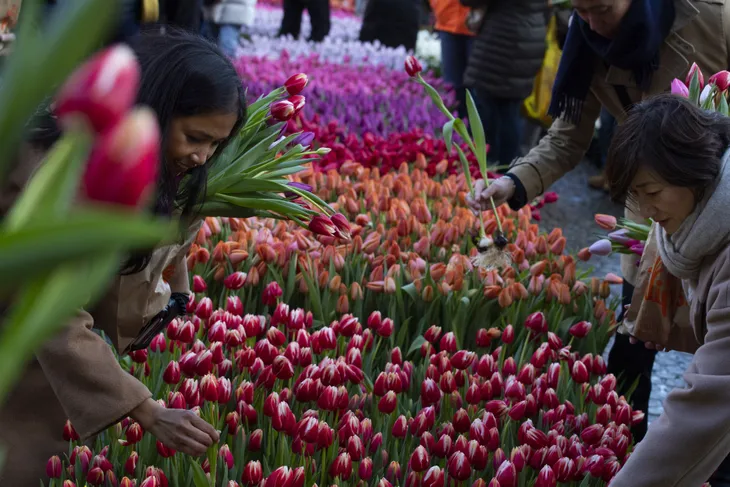 Hàng trăm nghìn bông hoa tulip khoe sắc tại Ngày hội hoa tulip Hà Lan - Ảnh 1. Hàng trăm nghìn bông hoa tulip khoe sắc tại Ngày hội hoa tulip Hà Lan - Ảnh 1.