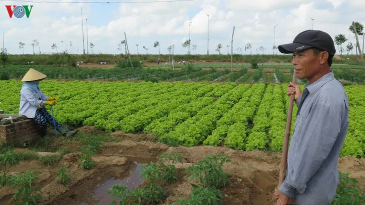 Sát Tết nhưng rau lại mất giá - Ảnh 1. Sát Tết nhưng rau lại mất giá - Ảnh 1.