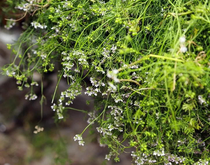 Những cách xả xui đem lại may mắn trong năm mới Canh Tý - Ảnh 3. Những cách xả xui đem lại may mắn trong năm mới Canh Tý - Ảnh 3.