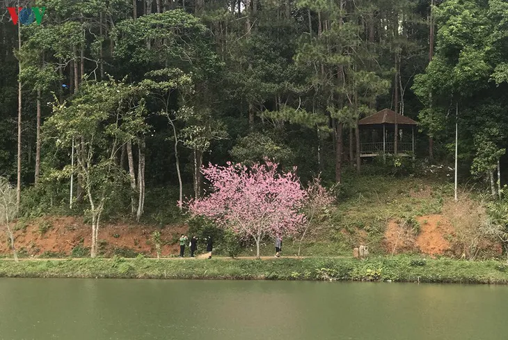 Đẹp ngất ngây hoa anh đào trên cao nguyên Măng Đen, Kon Tum - Ảnh 4.