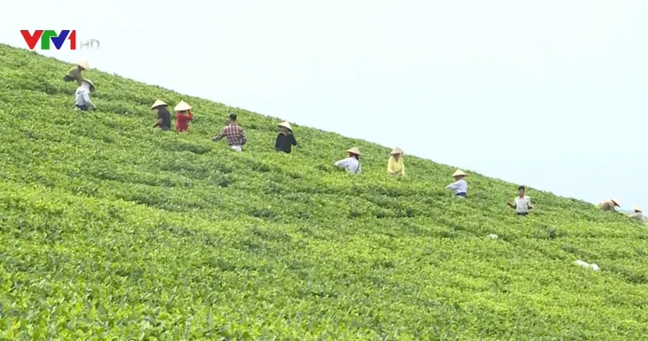 Tuyên Quang đẩy mạnh phát triển nông nghiệp hàng hóa - Ảnh 1. Tuyên Quang đẩy mạnh phát triển nông nghiệp hàng hóa - Ảnh 1.