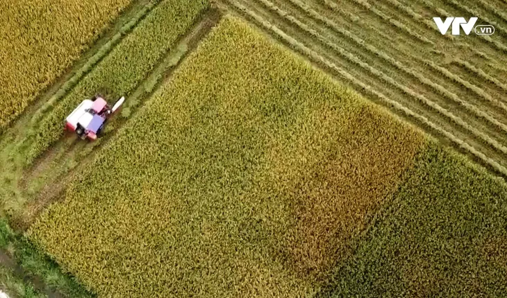 Xanh nhà hơn già đồng, nông dân Bắc Bộ gặt sớm chạy bão số 7 - Ảnh 1. Xanh nhà hơn già đồng, nông dân Bắc Bộ gặt sớm chạy bão số 7 - Ảnh 1.