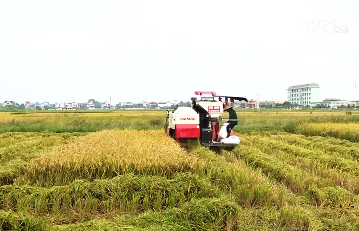 Xanh nhà hơn già đồng, nông dân Bắc Bộ gặt sớm chạy bão số 7 - Ảnh 2. Xanh nhà hơn già đồng, nông dân Bắc Bộ gặt sớm chạy bão số 7 - Ảnh 2.
