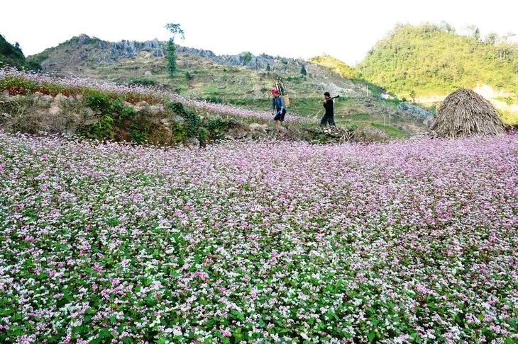Đá đã nở hoa, Hà Giang phát huy tiềm năng để phát triển - Ảnh 6. Đá đã nở hoa, Hà Giang phát huy tiềm năng để phát triển - Ảnh 6.