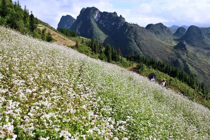 Đá đã nở hoa, Hà Giang phát huy tiềm năng để phát triển - Ảnh 5. Đá đã nở hoa, Hà Giang phát huy tiềm năng để phát triển - Ảnh 5.