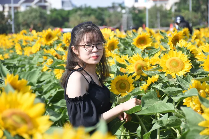 Vườn hướng dương 26.000 bông mở cửa miễn phí đón khách - Ảnh 8.