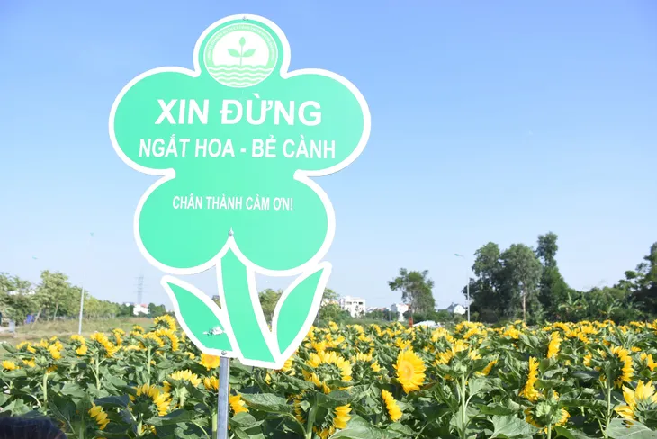 Vườn hướng dương 26.000 bông mở cửa miễn phí đón khách - Ảnh 3.