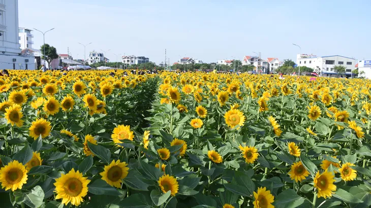 Vườn hướng dương 26.000 bông mở cửa miễn phí đón khách - Ảnh 4.