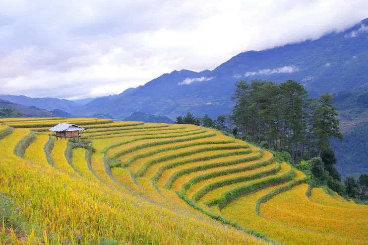 Mù Căng Chải cuối mùa lúa chín - Ảnh 1. Mù Căng Chải cuối mùa lúa chín - Ảnh 1.
