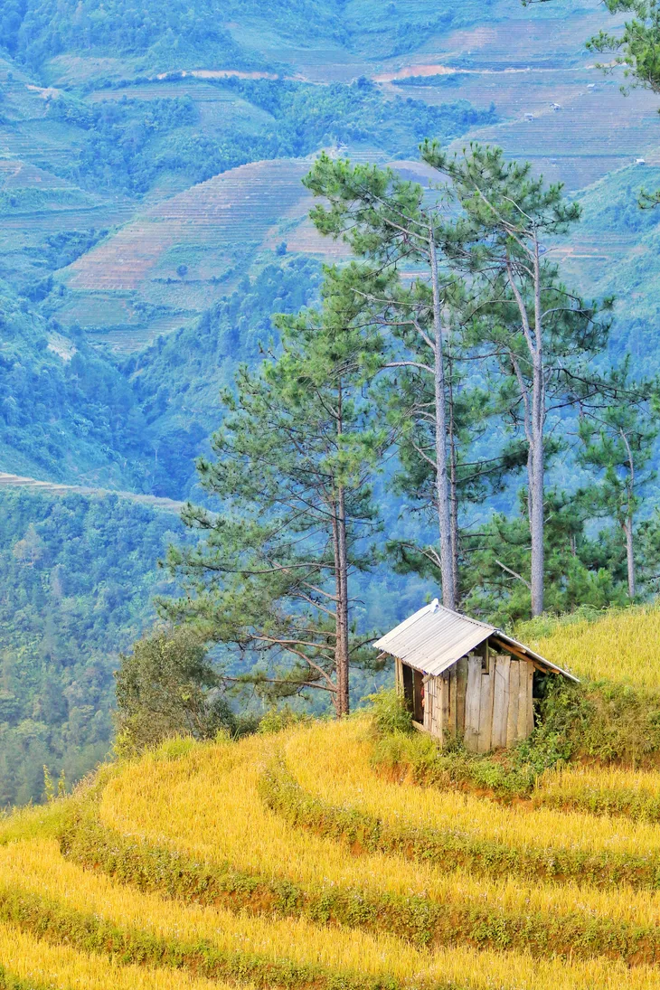 Mù Căng Chải cuối mùa lúa chín - Ảnh 3. Mù Căng Chải cuối mùa lúa chín - Ảnh 3.
