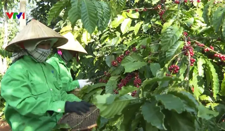 Đăk Lăk ưu tiên nguồn lực phát triển nông nghiệp công nghệ cao - Ảnh 1. Đăk Lăk ưu tiên nguồn lực phát triển nông nghiệp công nghệ cao - Ảnh 1.