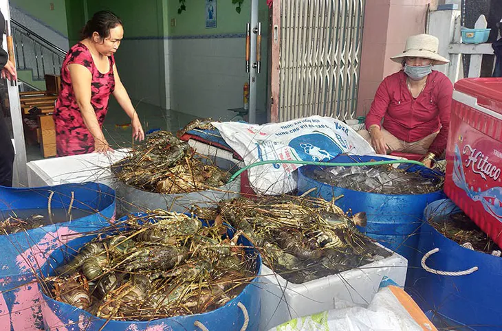 Trắng tay vì tôm hùm chết sau lũ, người nuôi khóc cạn nước mắt - Ảnh 1. Trắng tay vì tôm hùm chết sau lũ, người nuôi khóc cạn nước mắt - Ảnh 1.