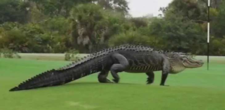 Cá sấu khổng lồ dài 3m bất ngờ “tập kích” sân golf - Ảnh 1. Cá sấu khổng lồ dài 3m bất ngờ “tập kích” sân golf - Ảnh 1.