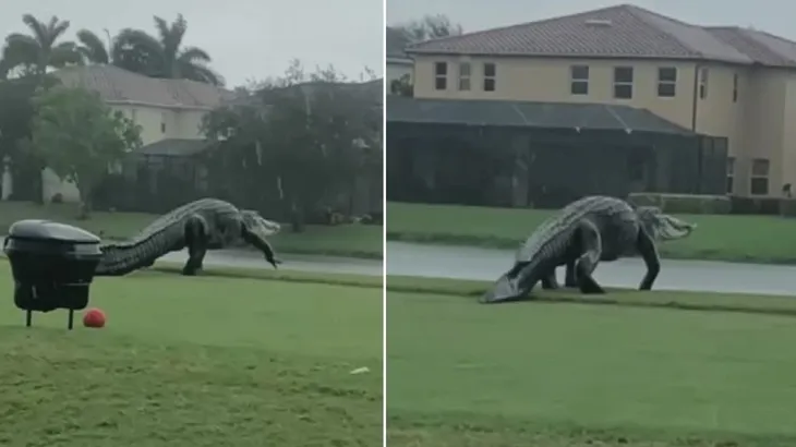 Cá sấu khổng lồ dài 3m bất ngờ “tập kích” sân golf - Ảnh 3. Cá sấu khổng lồ dài 3m bất ngờ “tập kích” sân golf - Ảnh 3.