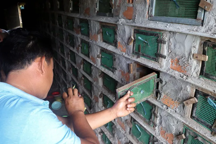 Nuôi loài cực độc, nông dân miền Tây bỏ túi 100 triệu đồng/tháng - Ảnh 3. Nuôi loài cực độc, nông dân miền Tây bỏ túi 100 triệu đồng/tháng - Ảnh 3.