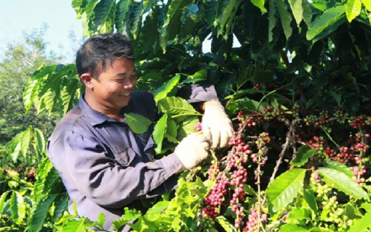 10 tháng, xuất khẩu cà phê Việt Nam giảm 1,3% - Ảnh 1. 10 tháng, xuất khẩu cà phê Việt Nam giảm 1,3% - Ảnh 1.