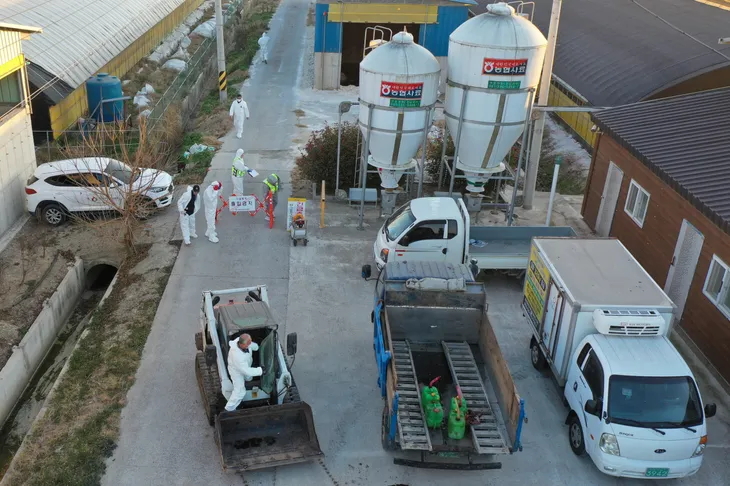 Thêm trường hợp nghi nhiễm H5N8, dịch cúm gia cầm lây lan tại Hàn Quốc - Ảnh 1. Thêm trường hợp nghi nhiễm H5N8, dịch cúm gia cầm lây lan tại Hàn Quốc - Ảnh 1.