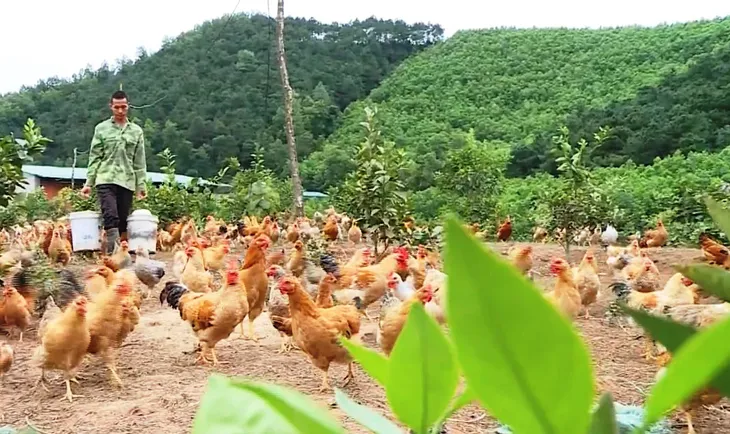 Quả ngọt từ những mô hình sản xuất của đồng bào dân tộc thiểu số - Ảnh 3. Quả ngọt từ những mô hình sản xuất của đồng bào dân tộc thiểu số - Ảnh 3.
