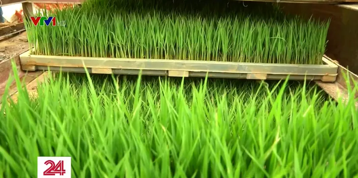 Bất lực vì giống cây trồng bị xâm phạm bản quyền - Ảnh 1.