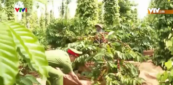 Cà phê đến kỳ thu hoạch, người dân lập tổ đội bảo vệ phòng trộm cắp - Ảnh 1. Cà phê đến kỳ thu hoạch, người dân lập tổ đội bảo vệ phòng trộm cắp - Ảnh 1.