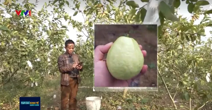 Người nông dân Trung Quốc đổi đời nhờ thương mại điện tử - Ảnh 1. Người nông dân Trung Quốc đổi đời nhờ thương mại điện tử - Ảnh 1.