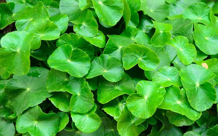 Những cách chữa ho khan nhanh, hết ngứa cổ, rát họng - Ảnh 7. Những cách chữa ho khan nhanh, hết ngứa cổ, rát họng - Ảnh 7.