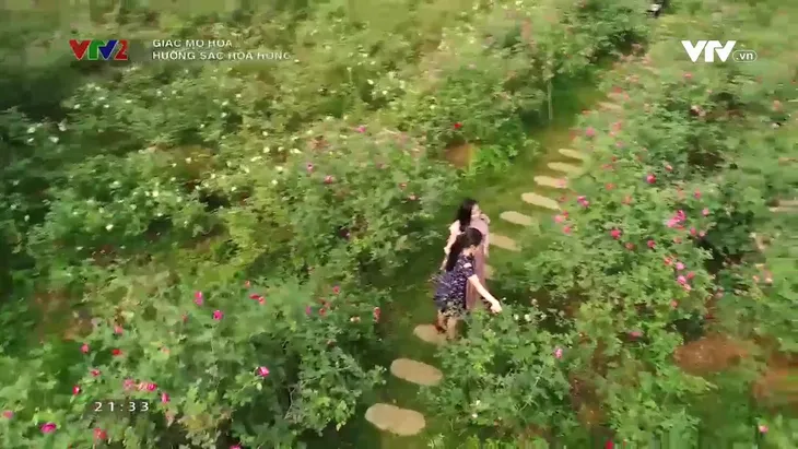 Lạc bước vào vườn hoa hồng hơn 1ha ở Hà Nội - Ảnh 6. Lạc bước vào vườn hoa hồng hơn 1ha ở Hà Nội - Ảnh 6.