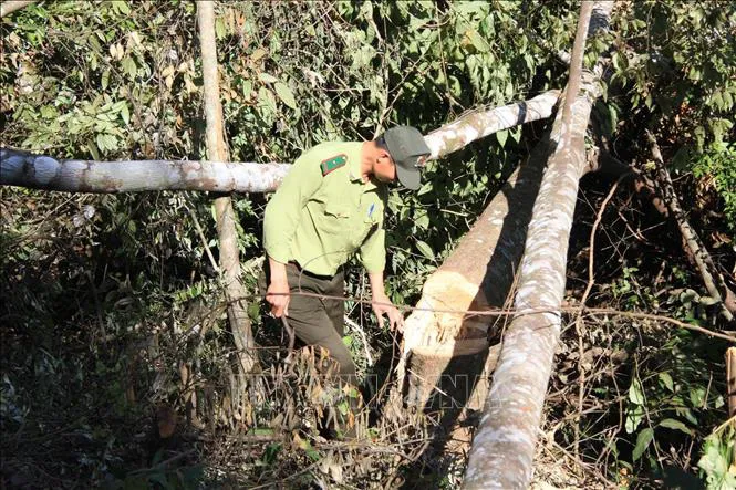 Bắt quả tang 3 đối tượng cưa hạ hàng loạt cây rừng - Ảnh 3. Bắt quả tang 3 đối tượng cưa hạ hàng loạt cây rừng - Ảnh 3.