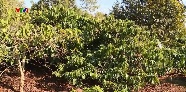 Người dân không mặn mà với tái canh cà phê - Ảnh 1. Người dân không mặn mà với tái canh cà phê - Ảnh 1.