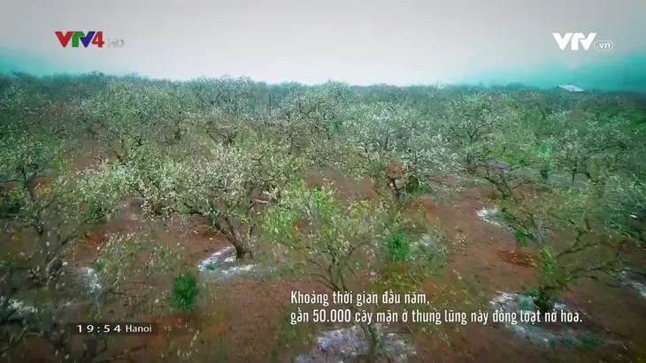 Đẹp ngất ngây mùa hoa mận nở ở Nà Ka, Mộc Châu - Ảnh 4. Đẹp ngất ngây mùa hoa mận nở ở Nà Ka, Mộc Châu - Ảnh 4.