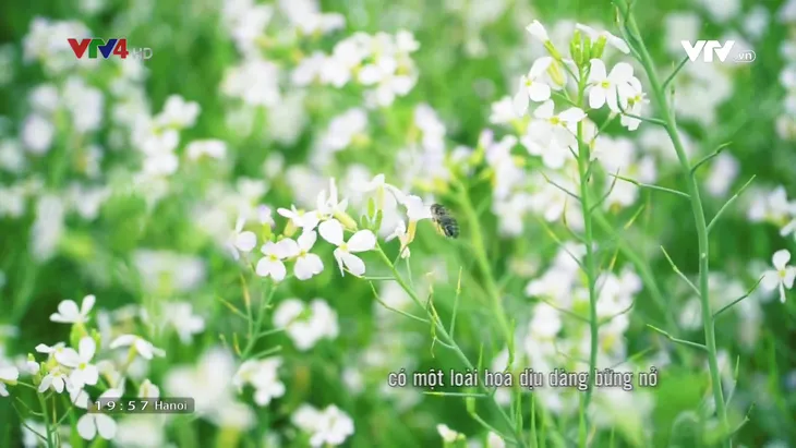 Tan chảy trước cánh đồng hoa cải trắng bạt ngàn ở Mộc Châu - Ảnh 2. Tan chảy trước cánh đồng hoa cải trắng bạt ngàn ở Mộc Châu - Ảnh 2.