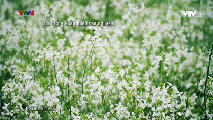 Tan chảy trước cánh đồng hoa cải trắng bạt ngàn ở Mộc Châu - Ảnh 6. Tan chảy trước cánh đồng hoa cải trắng bạt ngàn ở Mộc Châu - Ảnh 6.